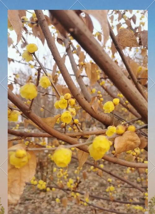 腊梅花代表什么意义？腊梅花语的深刻含义有哪些？