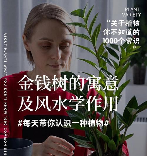 金钱树的花语和寓意是什么？它象征着什么？
