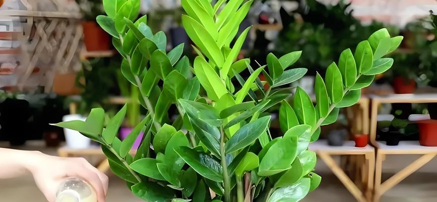 金钱树的花语和寓意是什么？它象征着什么？