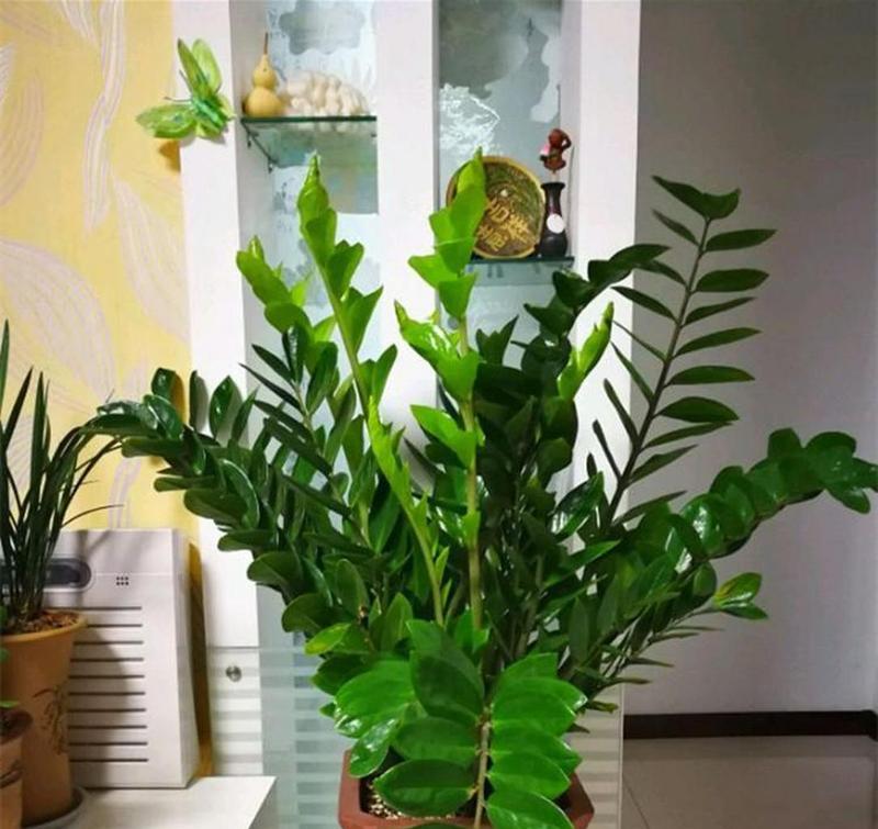 金钱树的花语和寓意是什么？它象征着什么？