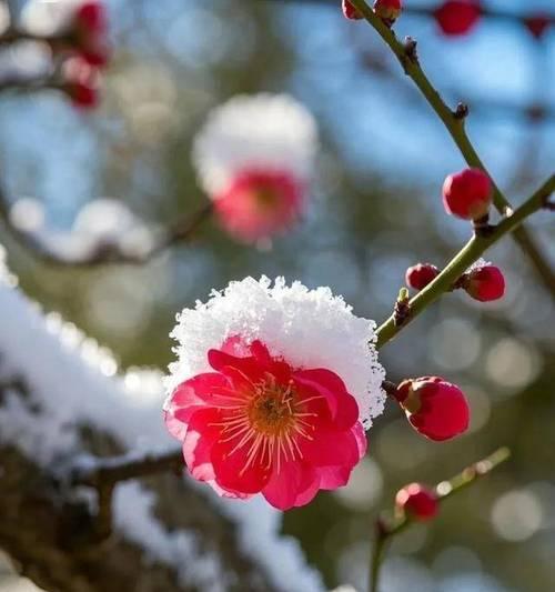 红梅象征着什么？红梅花语有哪些丰富内涵？