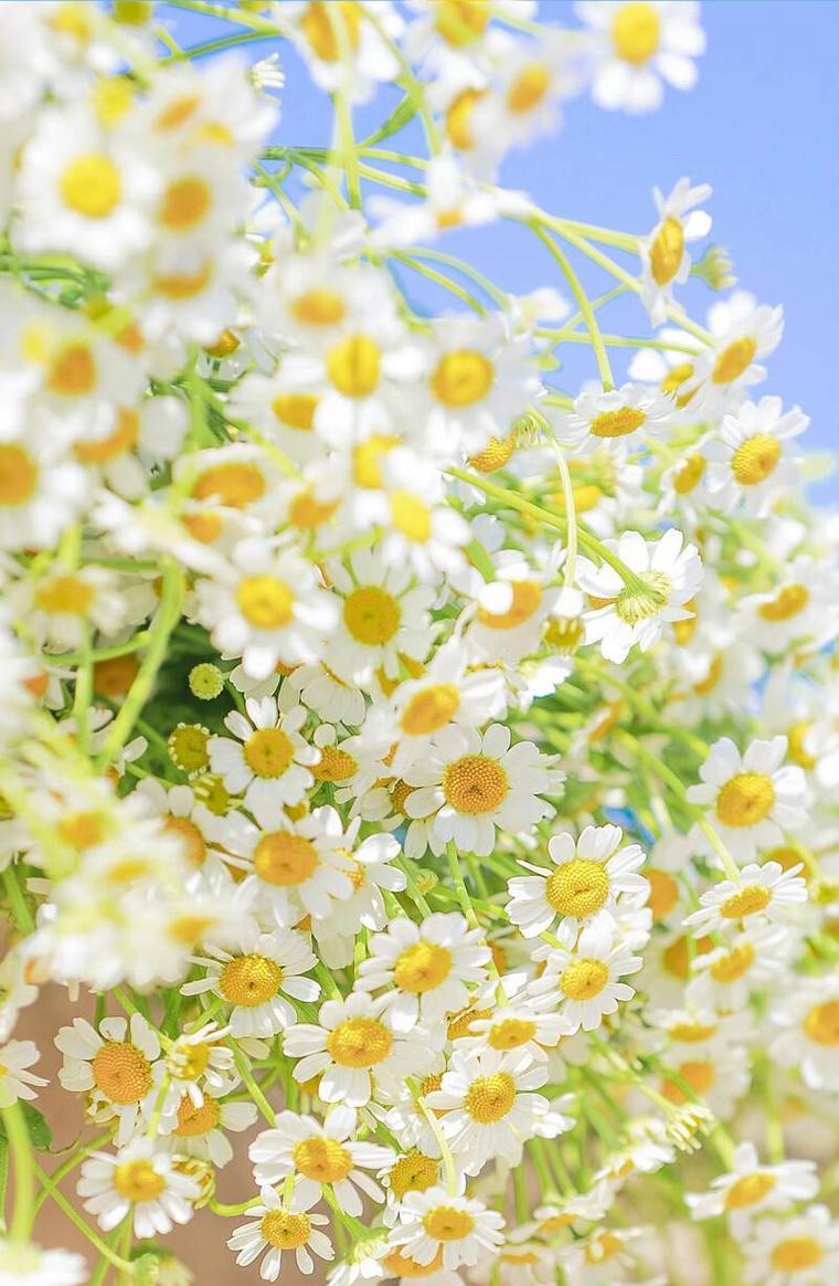 友情浪漫象征的花卉有哪些？它们的寓意是什么？
