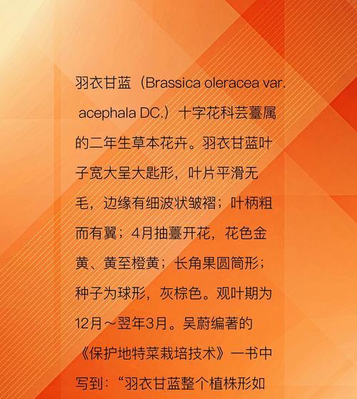 甘蓝花的文化地位与象征意义是什么？