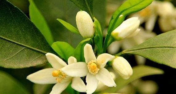 橘子花有何寓意？橘子花象征着什么？