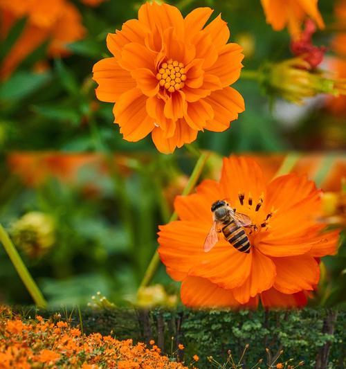 橘子花有何寓意？橘子花象征着什么？