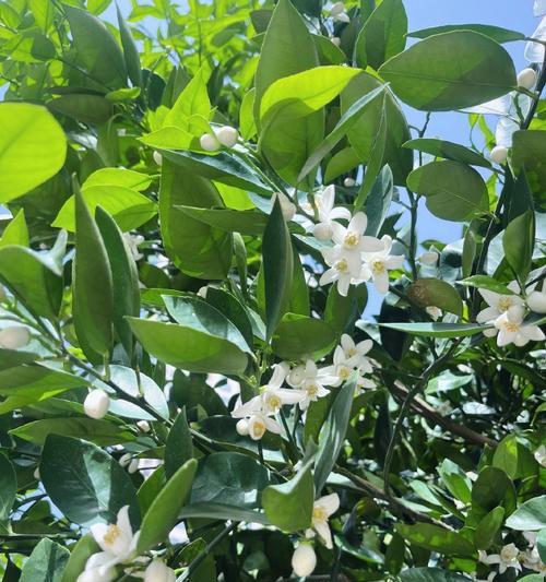 橘子花有何寓意？橘子花象征着什么？