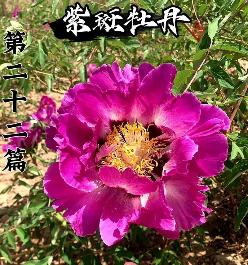 牡丹花的历史含义是什么？牡丹被誉为花中之王的原因是什么？