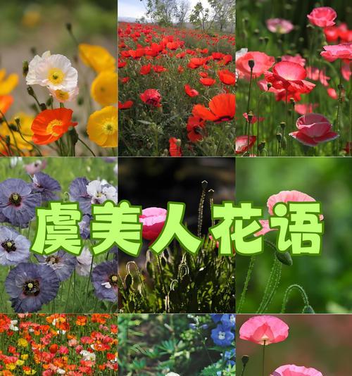 哪种花象征着希望？希望之花有哪些特点？