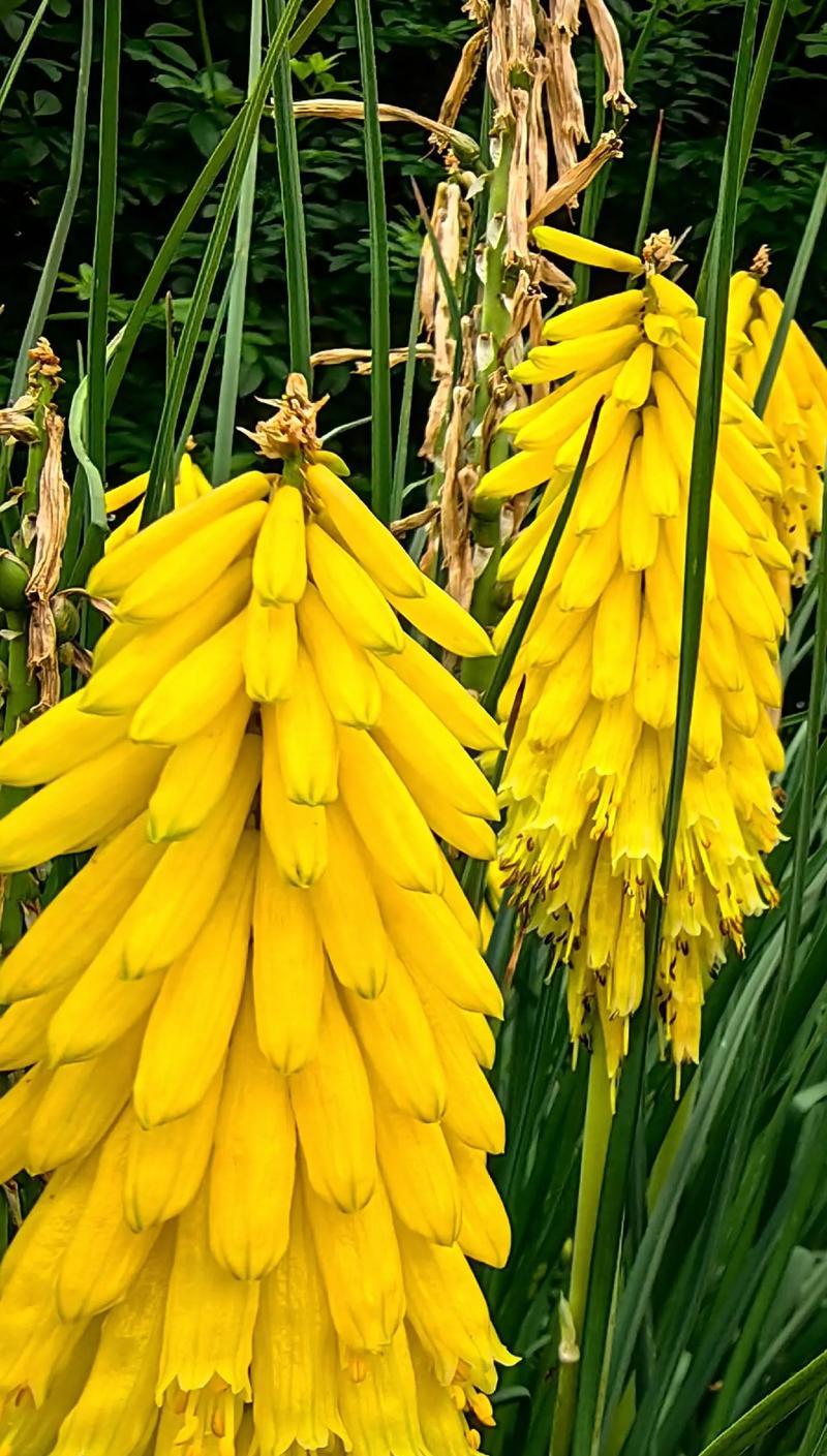 哪种花象征着希望？希望之花有哪些特点？