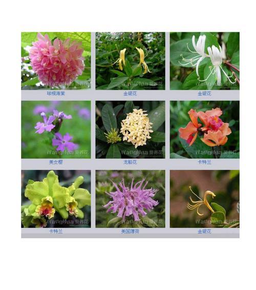 以锦带花花语为主题的文章-锦带花的美丽和意义（解读锦带花的花语，了解其传递的情感与祝福）