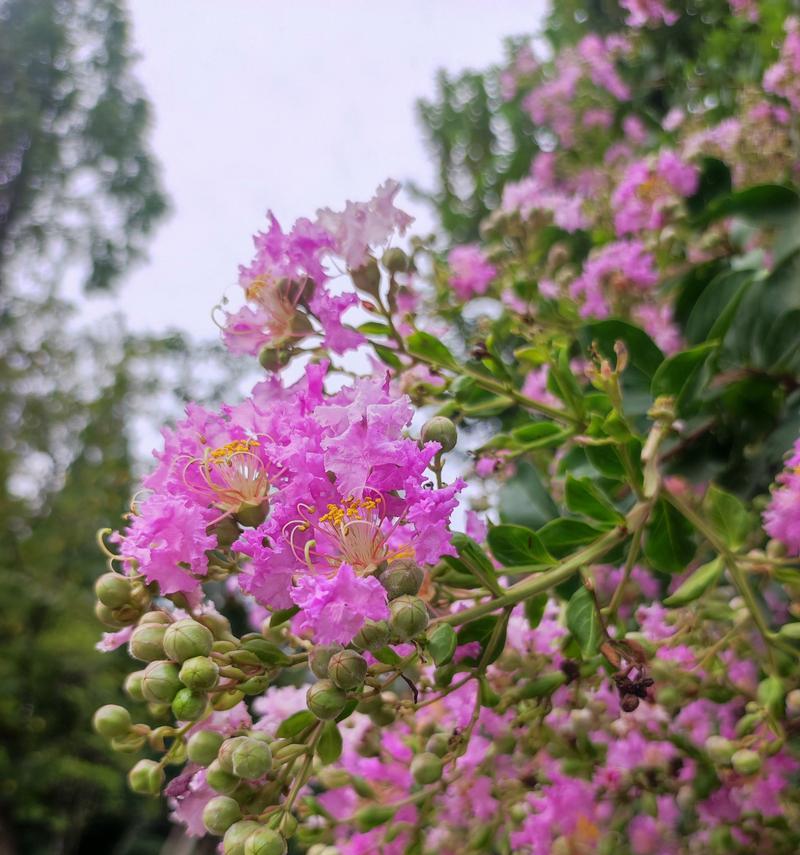 紫薇花（探秘紫薇花的花语与文化底蕴）
