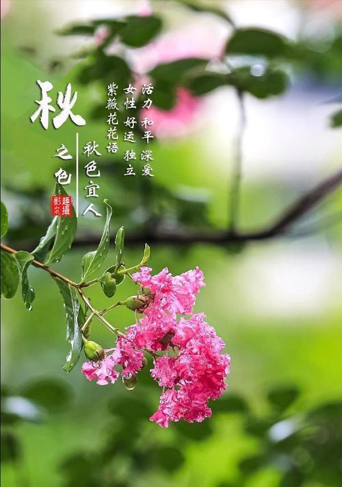 紫薇花（探秘紫薇花的花语与文化底蕴）