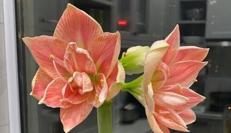 什么花代表礼仪的象征？礼仪花卉有哪些传统含义？