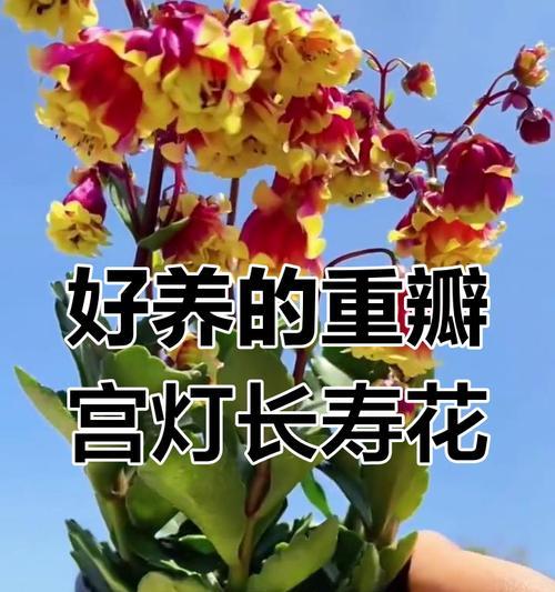 宫廷长寿花的寓意是什么？宫廷长寿花的花语有哪些？