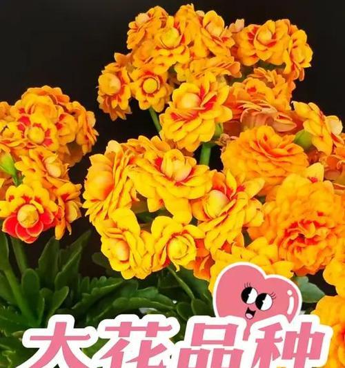 宫廷长寿花的寓意是什么？宫廷长寿花的花语有哪些？