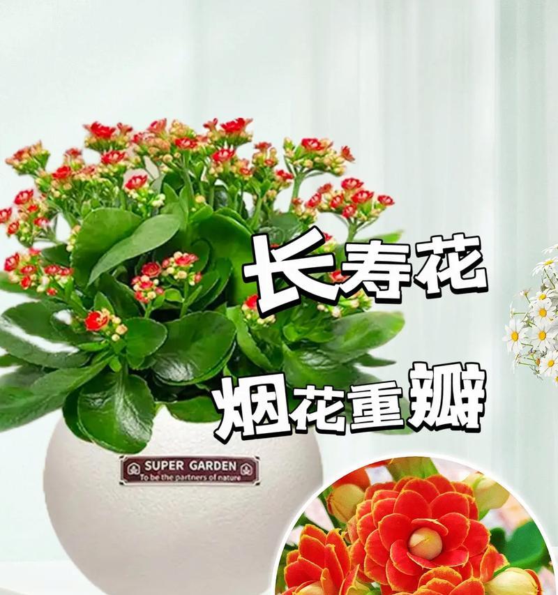 宫廷长寿花的寓意是什么？宫廷长寿花的花语有哪些？