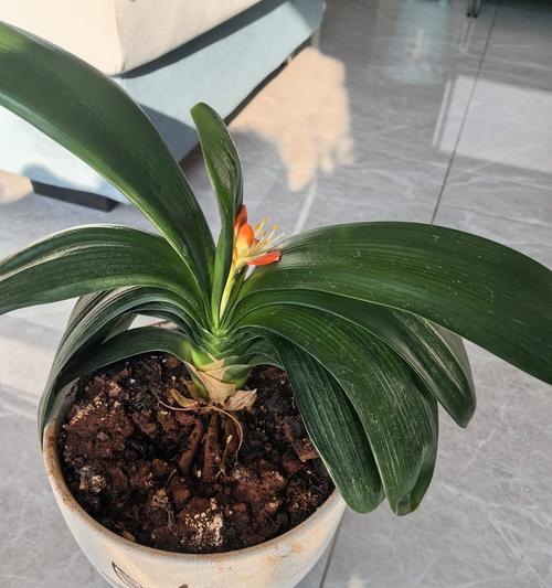 富贵花语盆栽代表什么？它有什么特别的含义？
