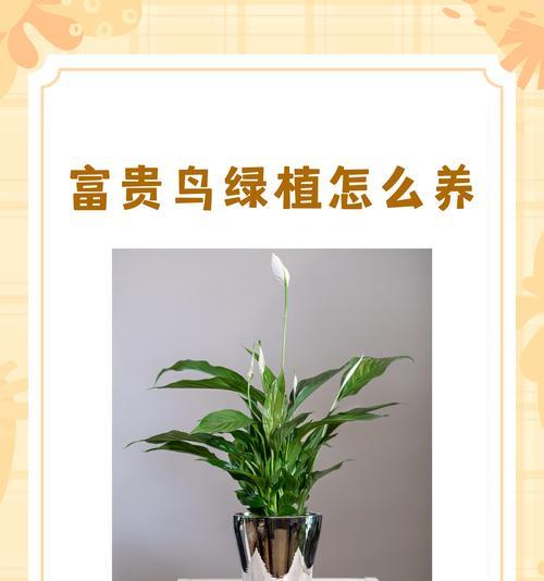 富贵花语盆栽代表什么？它有什么特别的含义？