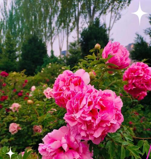 富贵花语盆栽代表什么？它有什么特别的含义？