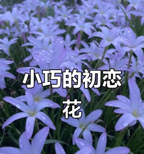 初恋爱情的花是什么？选择哪种花表达初恋？
