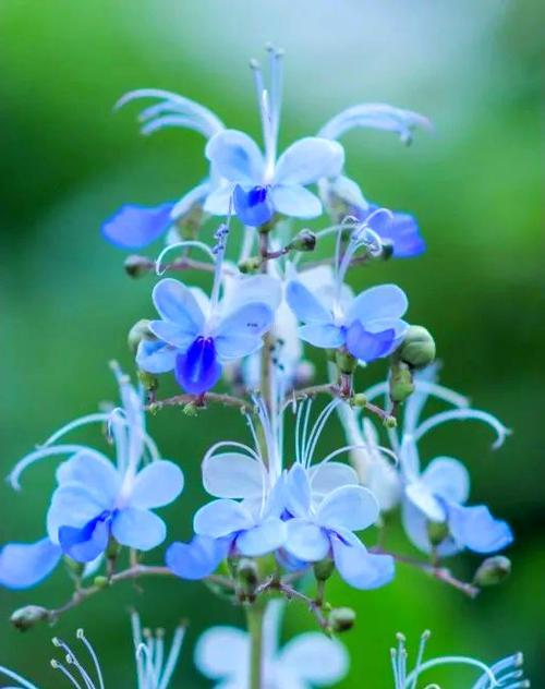 蝴蝶花象征爱情吗？寓意是什么？