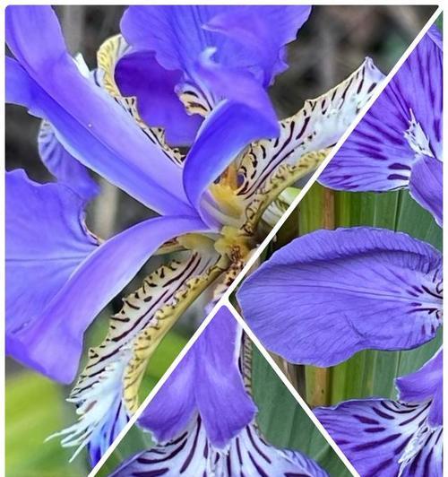蝴蝶花象征爱情吗？寓意是什么？