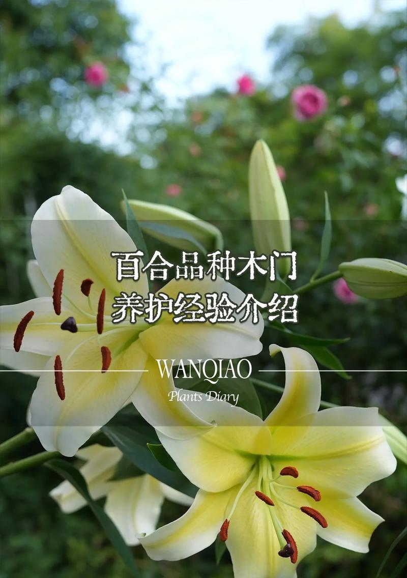 百合花送给老人寓意如何？