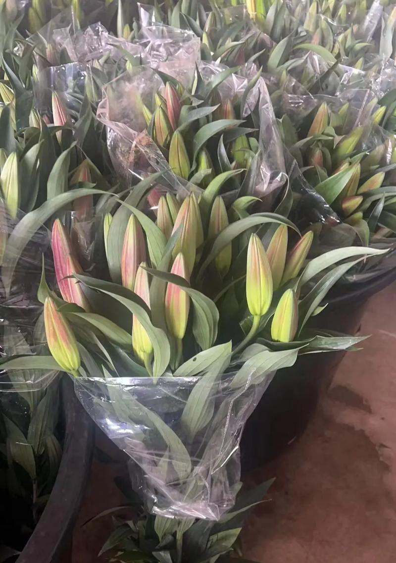 百合花送给老人寓意如何？