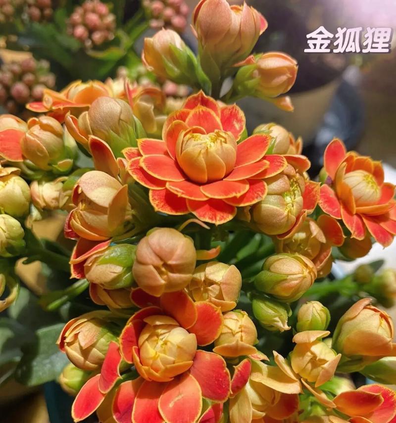 哪些花象征着健康？它们的寓意是什么？