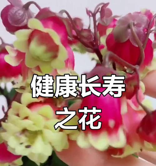 哪些花象征着健康？它们的寓意是什么？