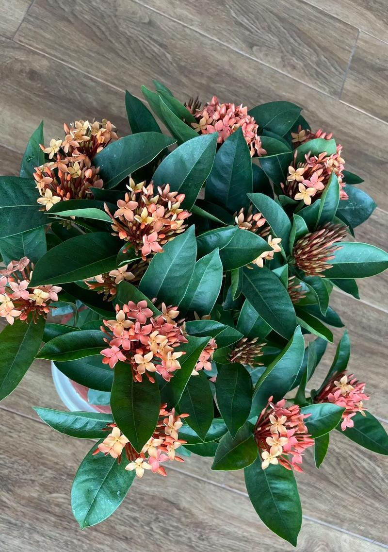 播放民族春节花语是什么？春节花卉有哪些吉祥的寓意？