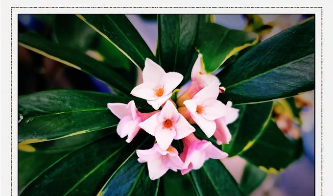 播放民族春节花语是什么？春节花卉有哪些吉祥的寓意？