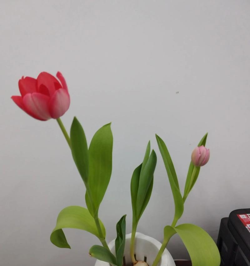 浪漫花语荣立是什么意思？如何用花语表达爱意？