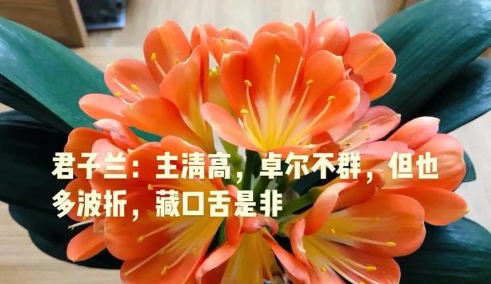 花在爱情中代表什么含义？每种花的寓意有何不同？