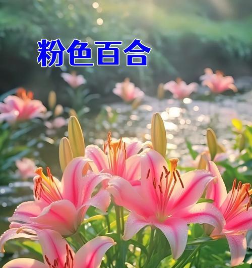 花在爱情中代表什么含义？每种花的寓意有何不同？