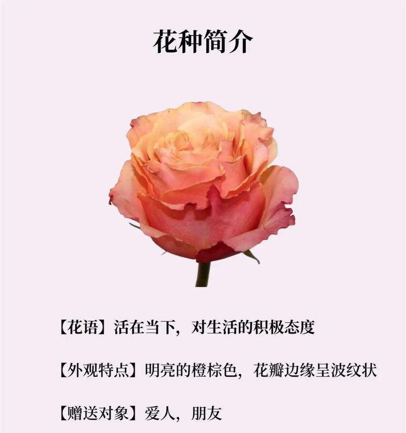 每日花语中，白色多花代表什么？