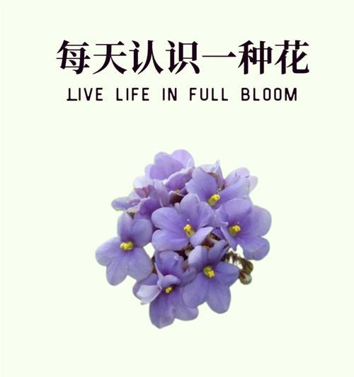 每日花语中，白色多花代表什么？