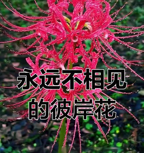 和一路生花一个寓意的环节是什么？有哪些相似的花语？