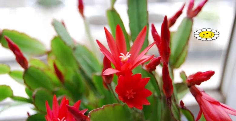八种吉祥花各自寓意什么？如何选择吉祥花？