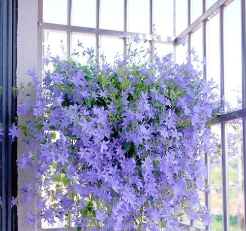 蓝色桔梗花代表什么？它的花语有何深意？
