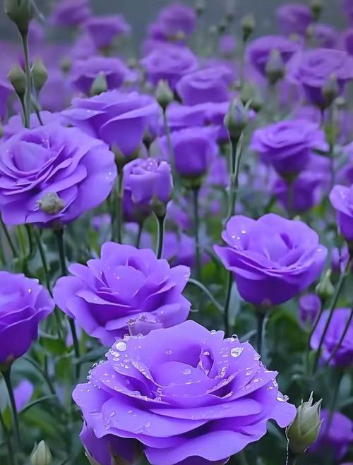 蓝色桔梗花代表什么？它的花语有何深意？
