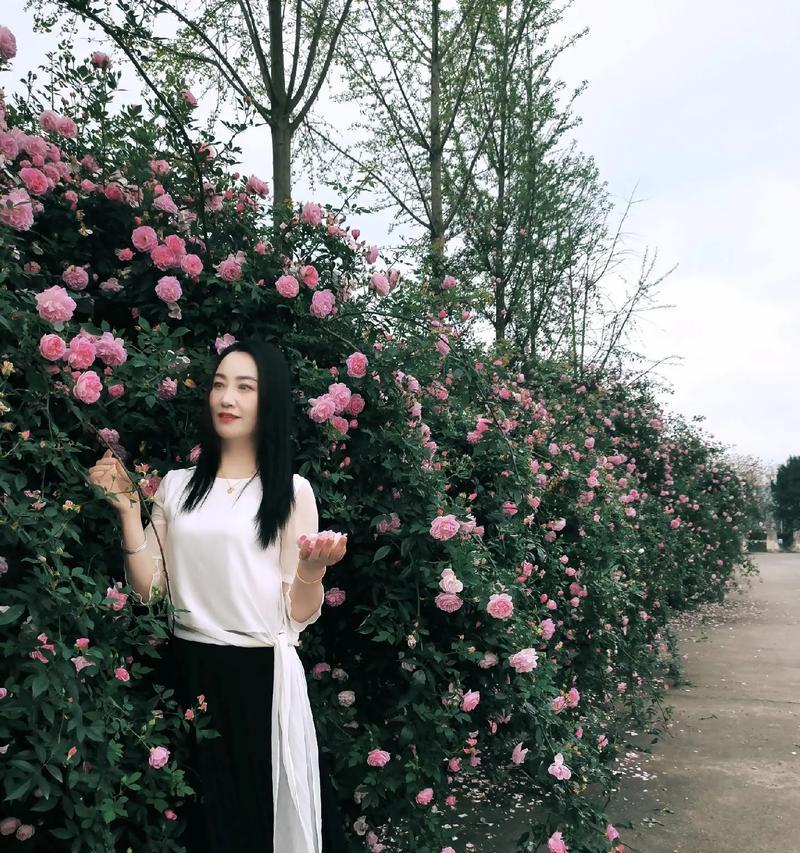 结婚手捧蔷薇花代表什么？结婚时手捧蔷薇花有何深意？