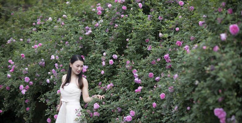 结婚手捧蔷薇花代表什么？结婚时手捧蔷薇花有何深意？