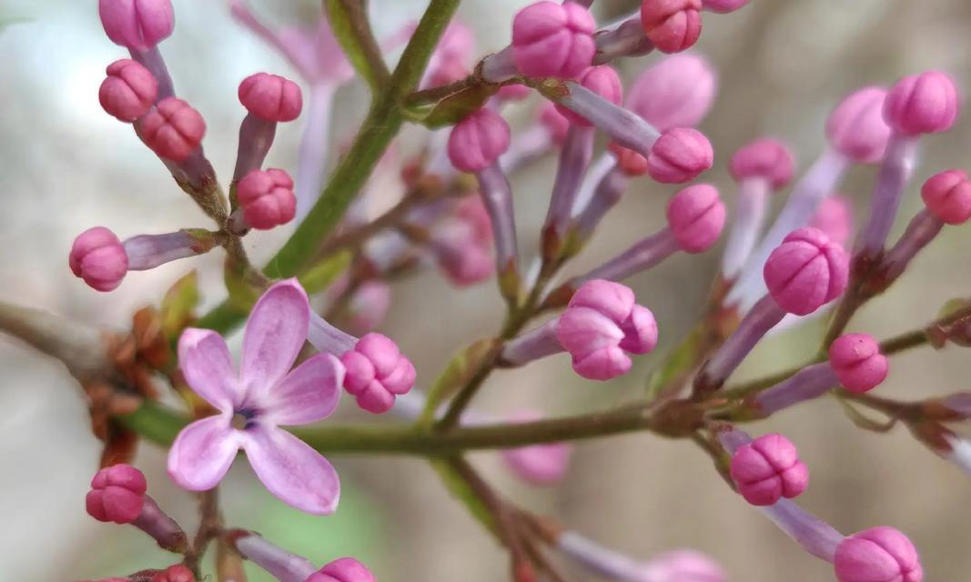 幸运花有哪些？它们寓意好运招财吗？