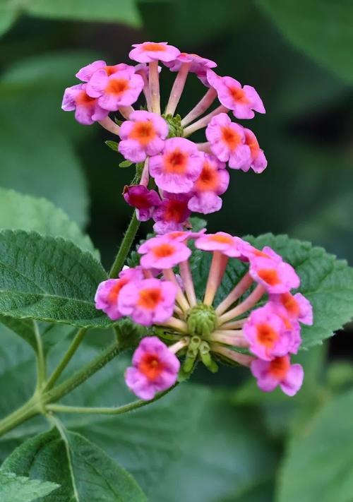 幸运花有哪些？它们寓意好运招财吗？