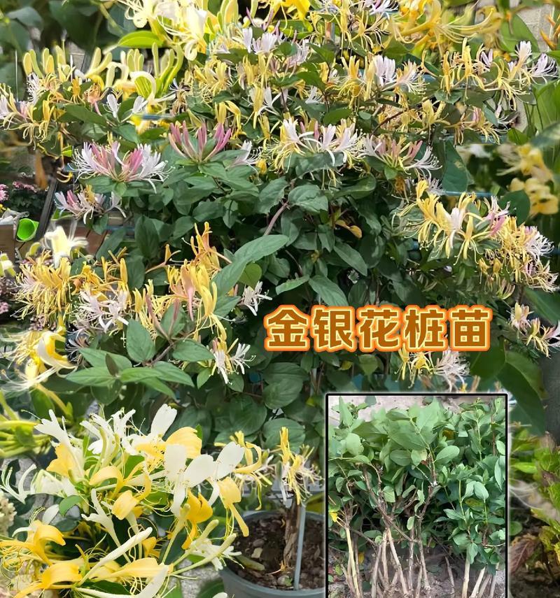 哪种花象征富贵万年？它的花语是什么？