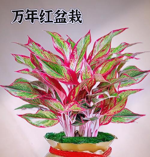 哪种花象征富贵万年？它的花语是什么？