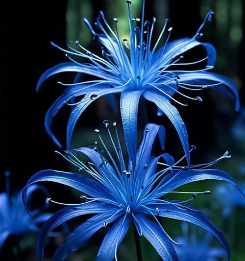 哪种花象征富贵万年？它的花语是什么？
