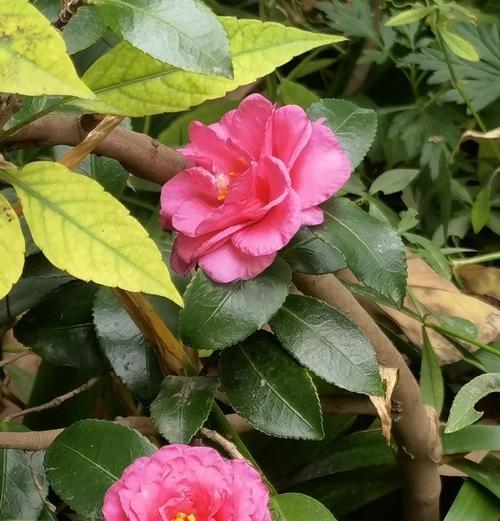 紫色绣球花的寓意是什么？绣球花的花语和文化象征。121