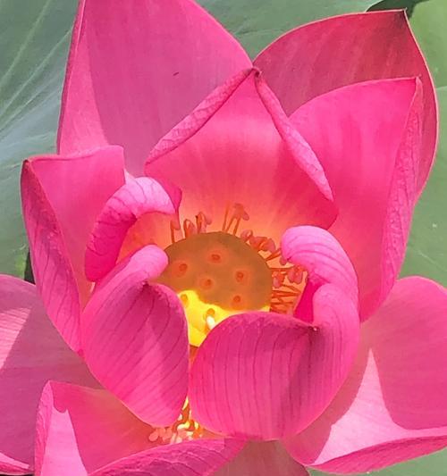 哪些花象征节节高升？寓意有何不同？